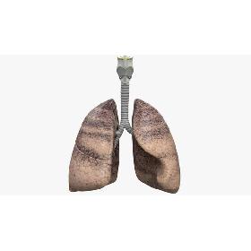 3D Respiratory System model